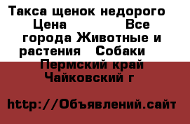 Такса щенок недорого › Цена ­ 15 000 - Все города Животные и растения » Собаки   . Пермский край,Чайковский г.